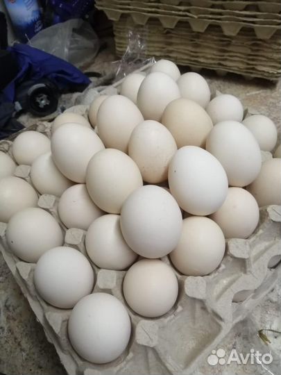 Яйцо индоутки инкубационное