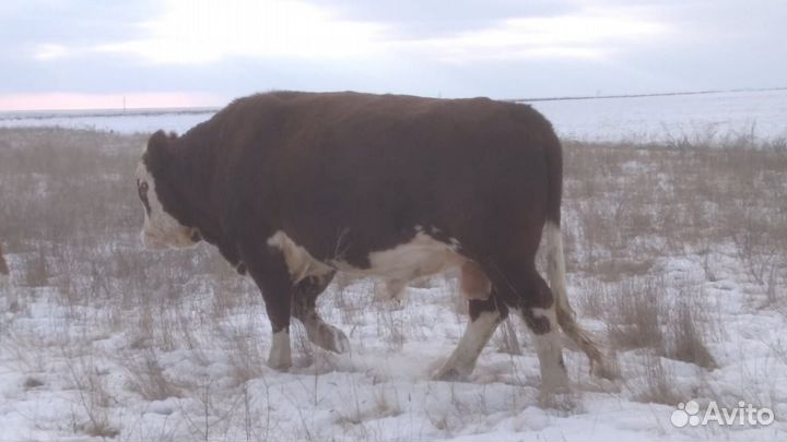 Быки на мясо живым весом