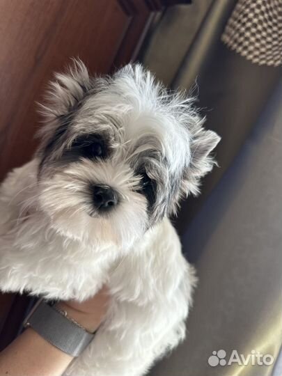 Щенок девочка йорка блуберри