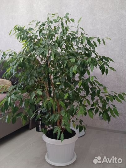 Фикус бенджамина большой