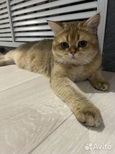 Золотая шиншилла вязка