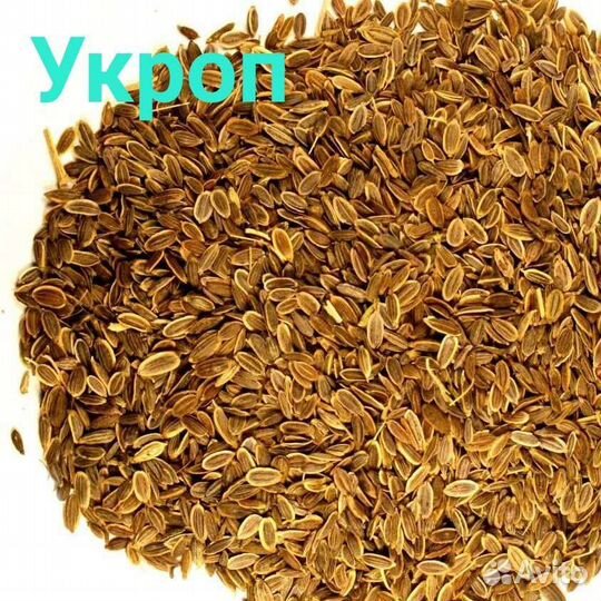 Укроп Аллигатор