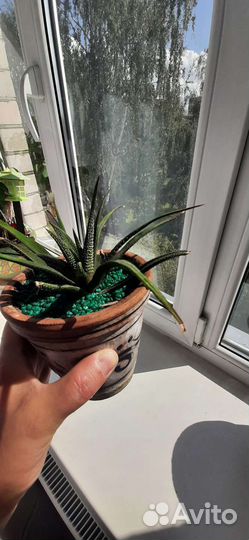 Суккуленты Хавортия