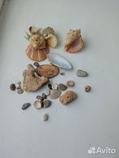 Ракушки для аквариума
