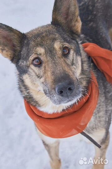 Прекрасная Волча ждет в приюте