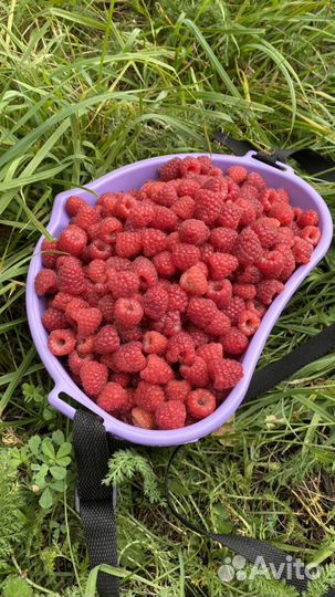 Малина свежая