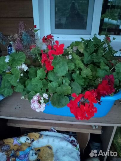 Пеларгония герань