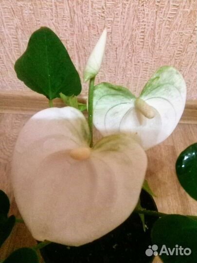 Антуриум (Кокос)белые цветы