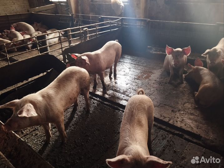 Продам поросят