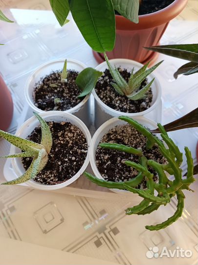 Суккуленты