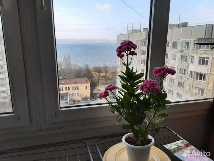 Каланхое розовый