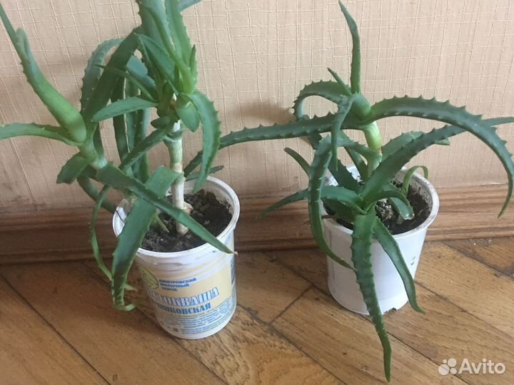 Алоэ древовидный. Используется в косметологии и ме