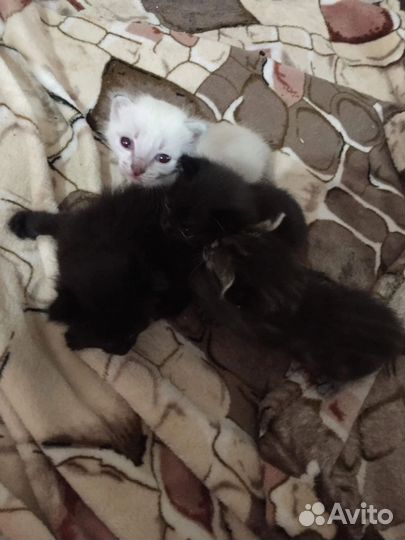 Котята, кошки в добрые руки