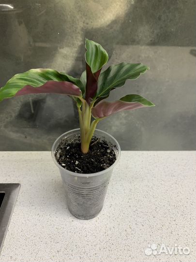 Калатеи разные домашние