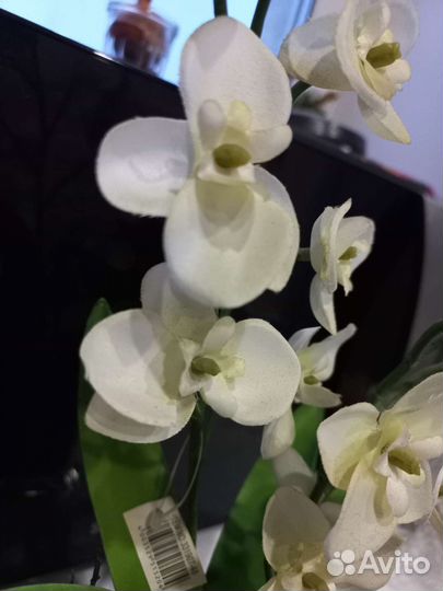Дендробиум фаленопсис
