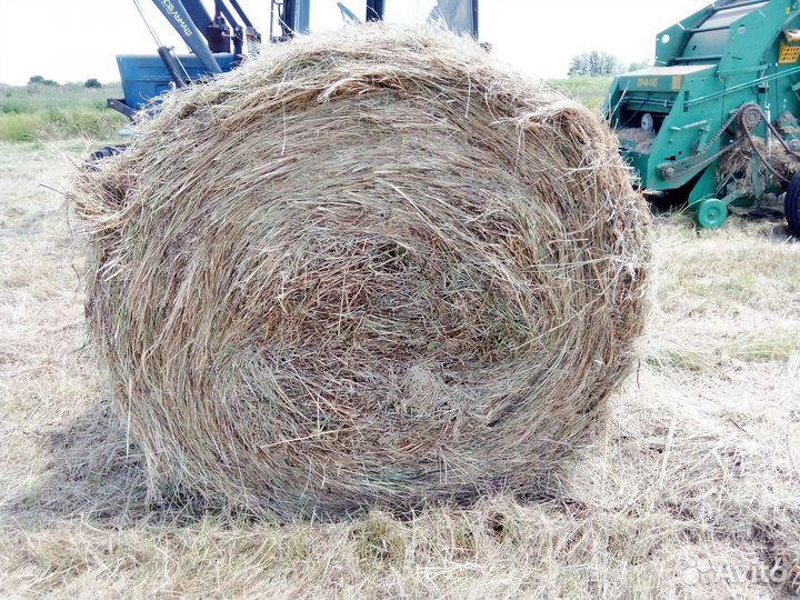 Сено в рулонах 2024