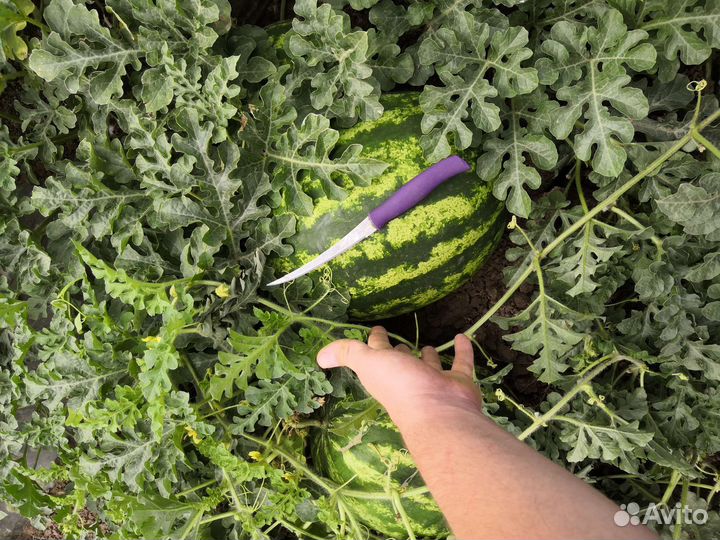 Арбуз барака