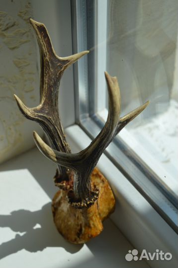 Рога косули