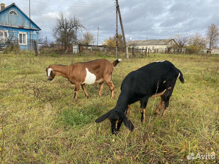 Нубийские козы