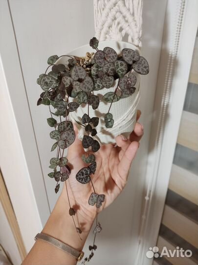 Церопегия вуда