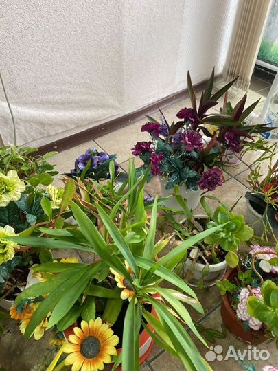 Комнатные цветы