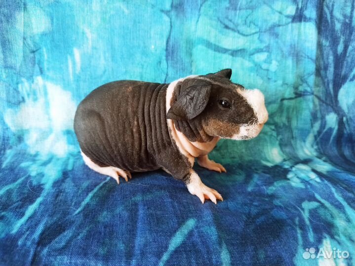 Морские свинки купить