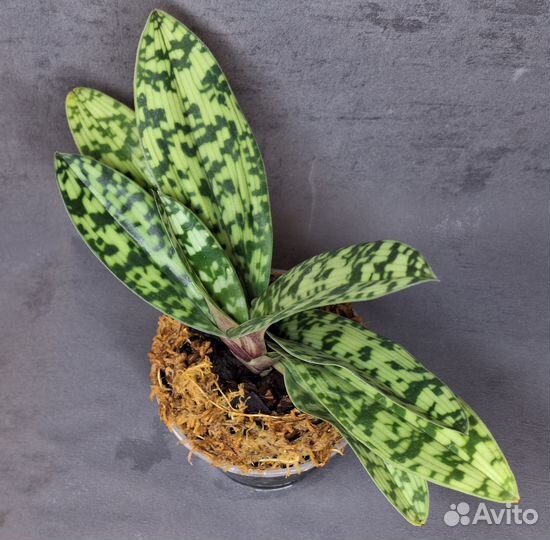 Paphiopedilum maudiae var black орхидея