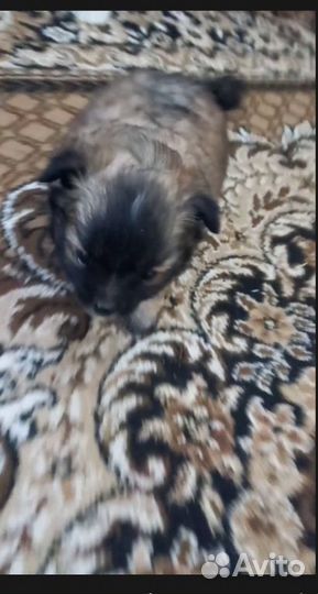 Щенята в добрые руки