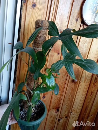 Комнатные растения разные