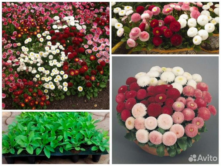 Маргаритка Такко