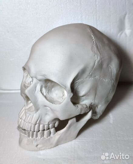 Череп декоративный