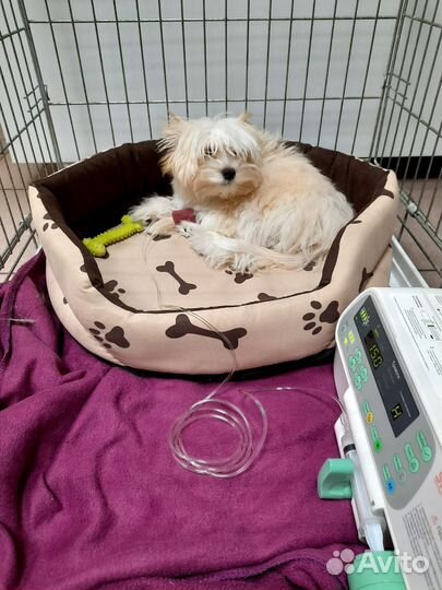 Ветеринарная помощь на дому