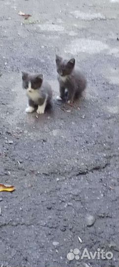 Котята в добрые руки бесплатно