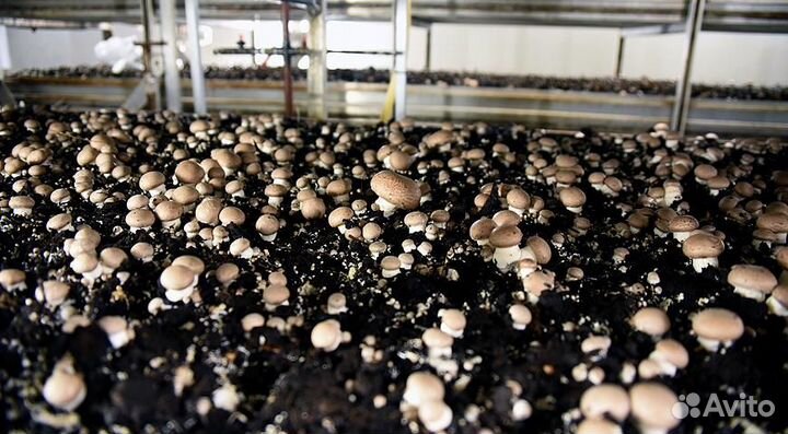 Грибной компост в мешках