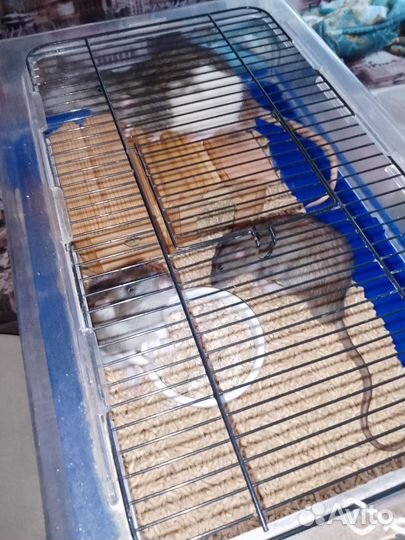 Вязка крыс самцов (спаривание)