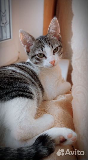 Котенок в дар бесплатно