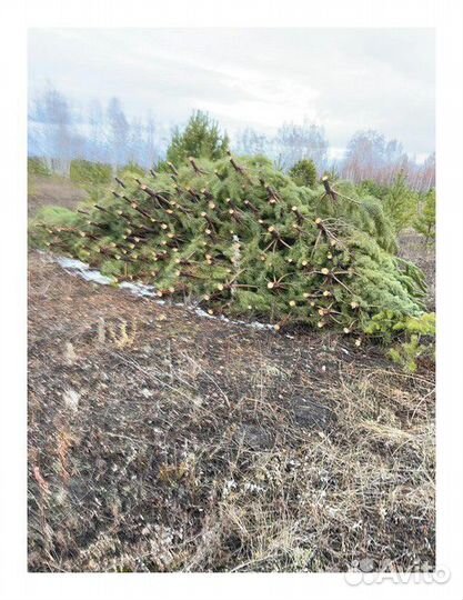 Сосна, ель, пихта, лапник