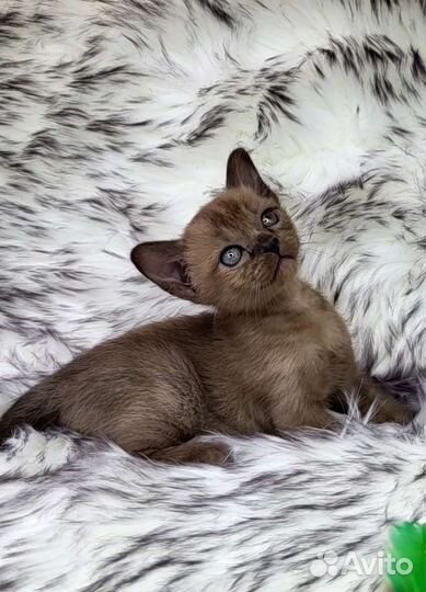 Бурманские котята