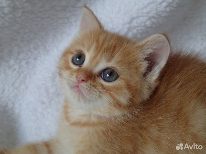 Котята метисы