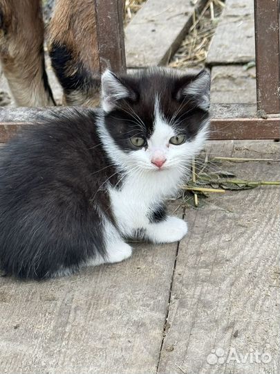 Котята 1,5 месяца