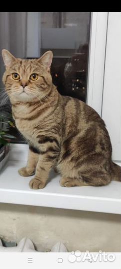 Шотландская малышка