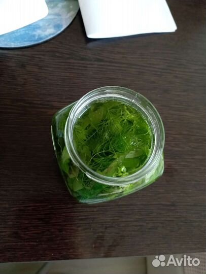 Растения для аквариума