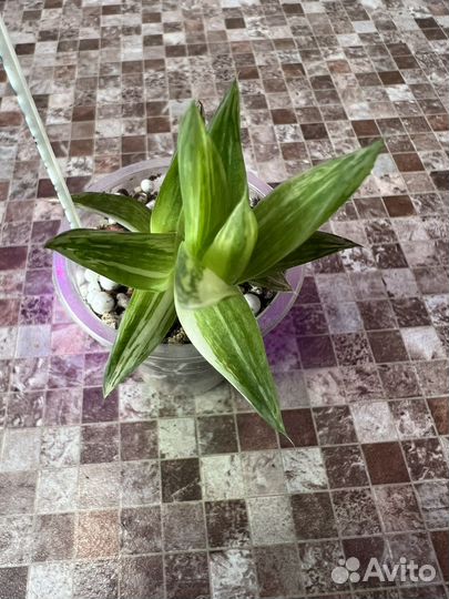 Хавортия Ладьевидная вариегатная