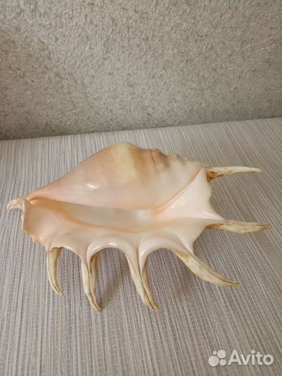 Большая морская раковина ракушка 29 см