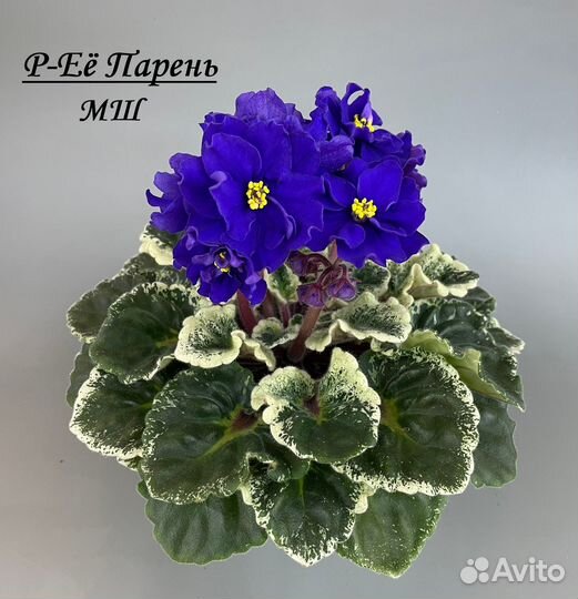 Фиалки (детки)