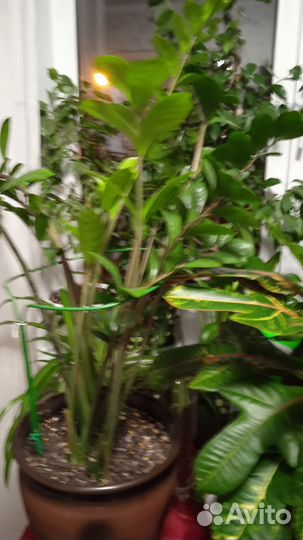 Комнатные растения цветы большие