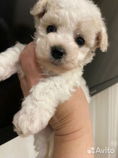 Бишон фризе щенки