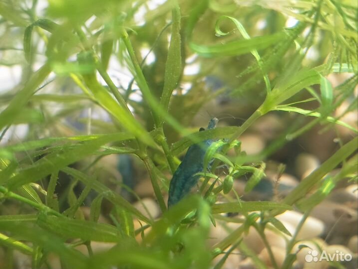 Креветки блю дрим