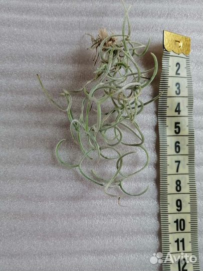 Теландсия уснеевидная кудрявая