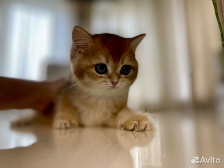 Породистые котята британской золотой шиншиллы